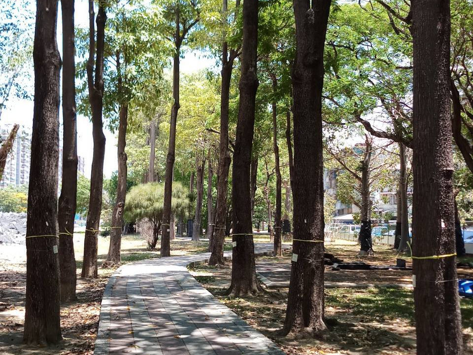 宿命？樹命！一條路開通後
