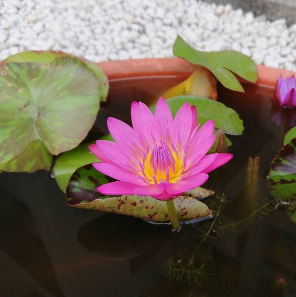 小敏(林季旻)