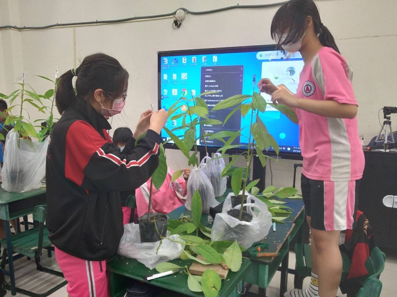香草移植及酪梨嫁接-鳳山中山國小與燕巢國中