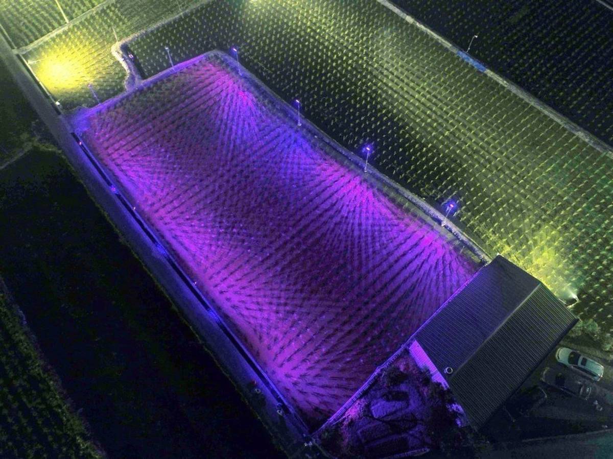 暨大協助改良埔里茭白筍田的無光害LED燈