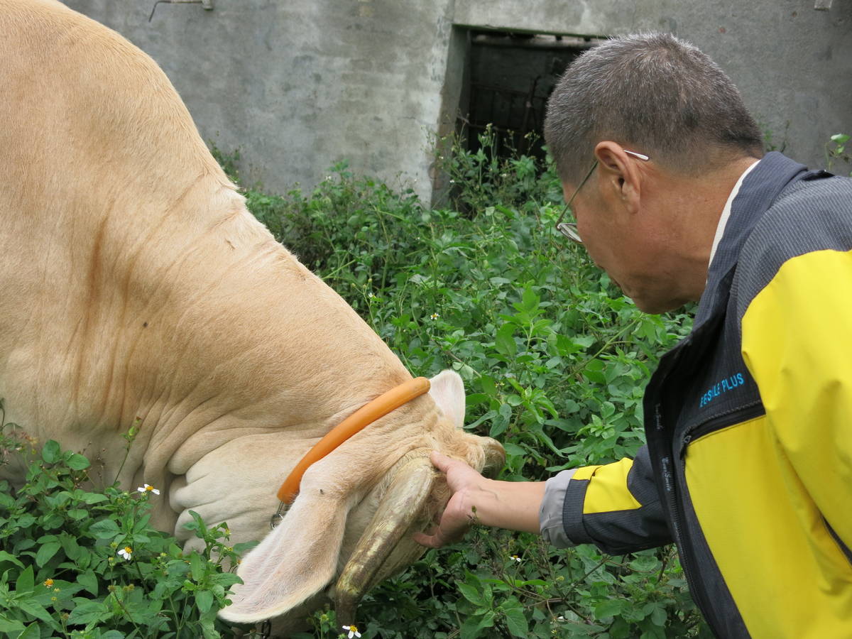 海牛小白放牛吃草，看見王先涵愛撒嬌