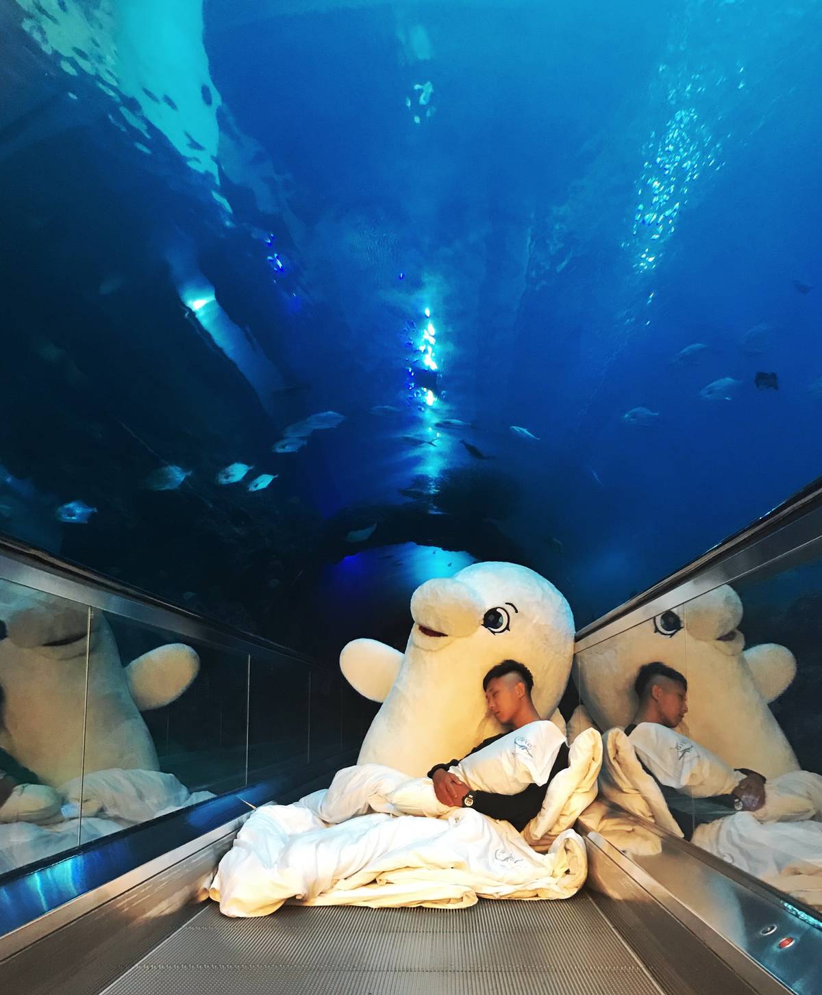 海生館小白鯨拍MV 