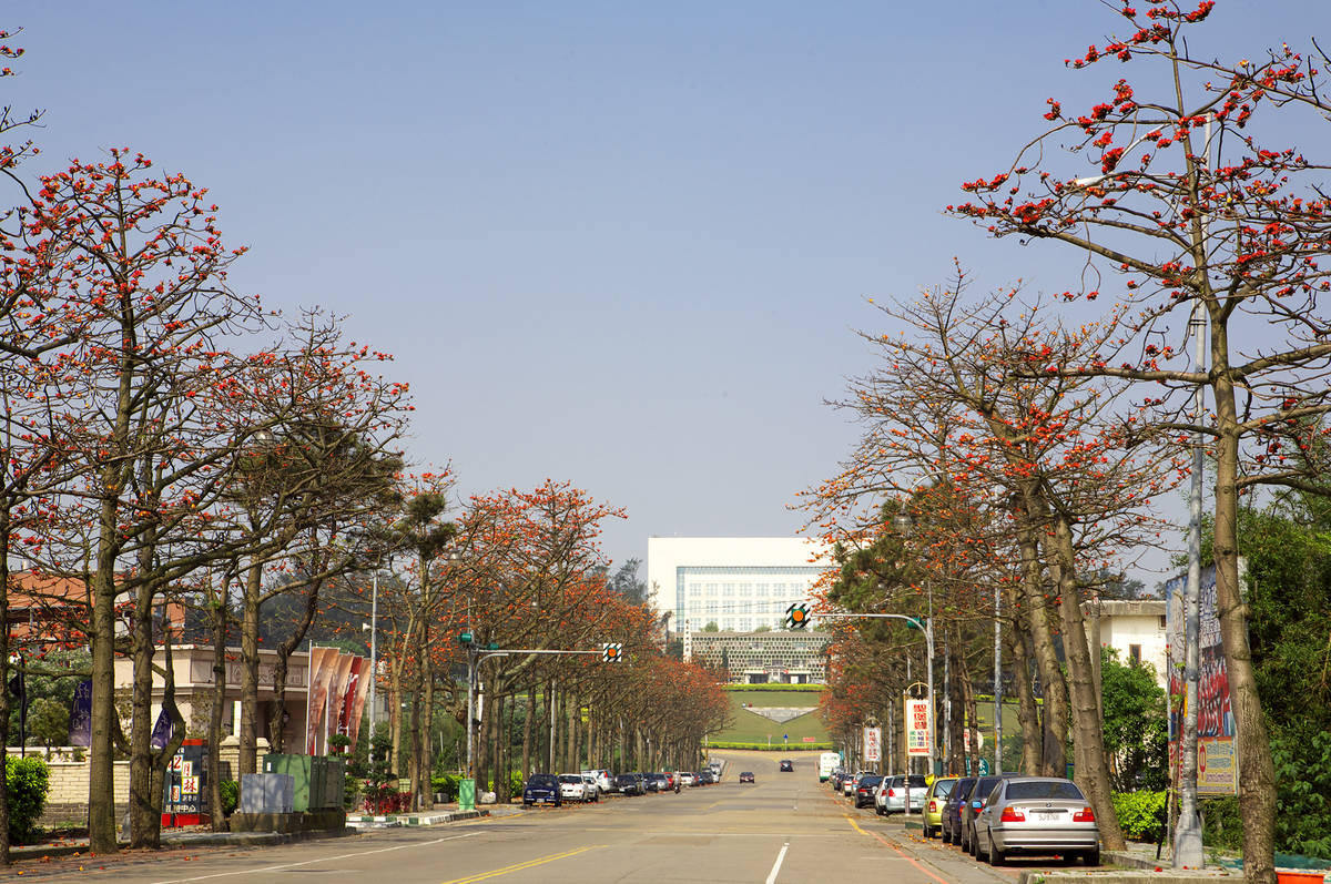 每年大學申請入學時期正是中央大學正門木棉花開的季節 (中央大學提供)