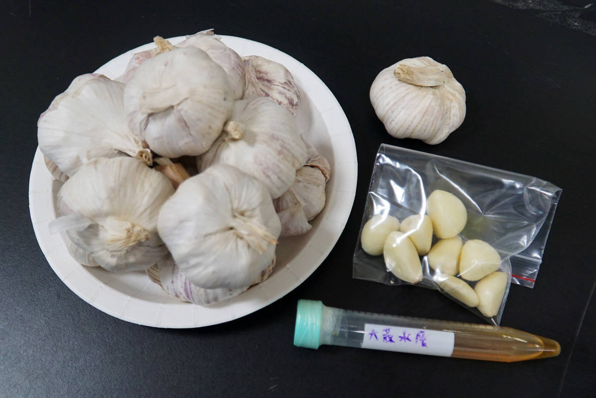 彰化縣大葉大學與臺中澄清醫院釐清大蒜水的水溶性成分能改善過敏