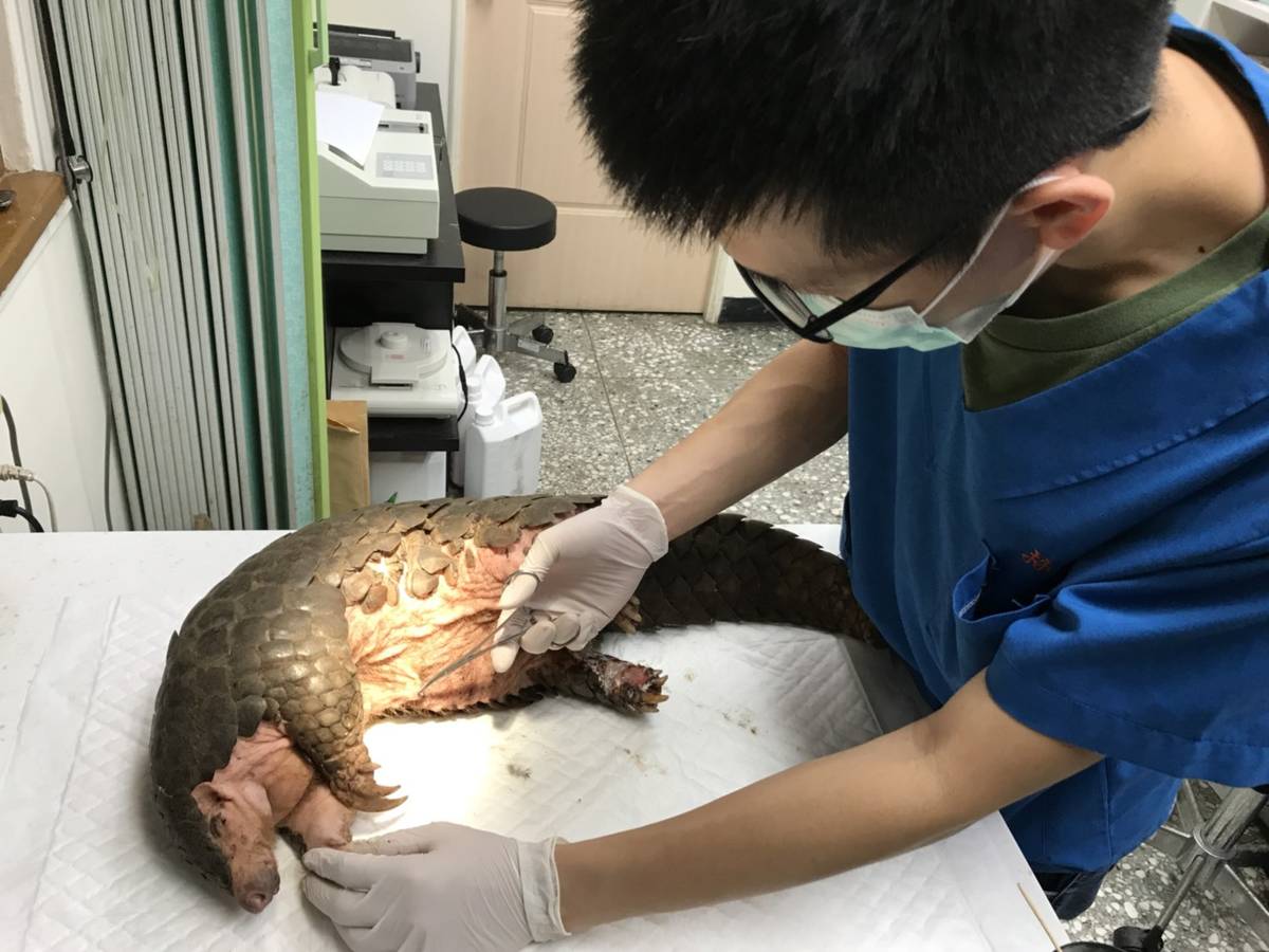 穿山甲接受獸醫診檢治療