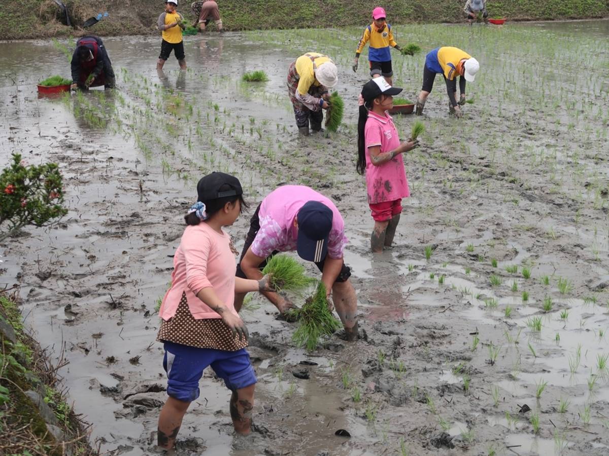 西富國小學童插秧