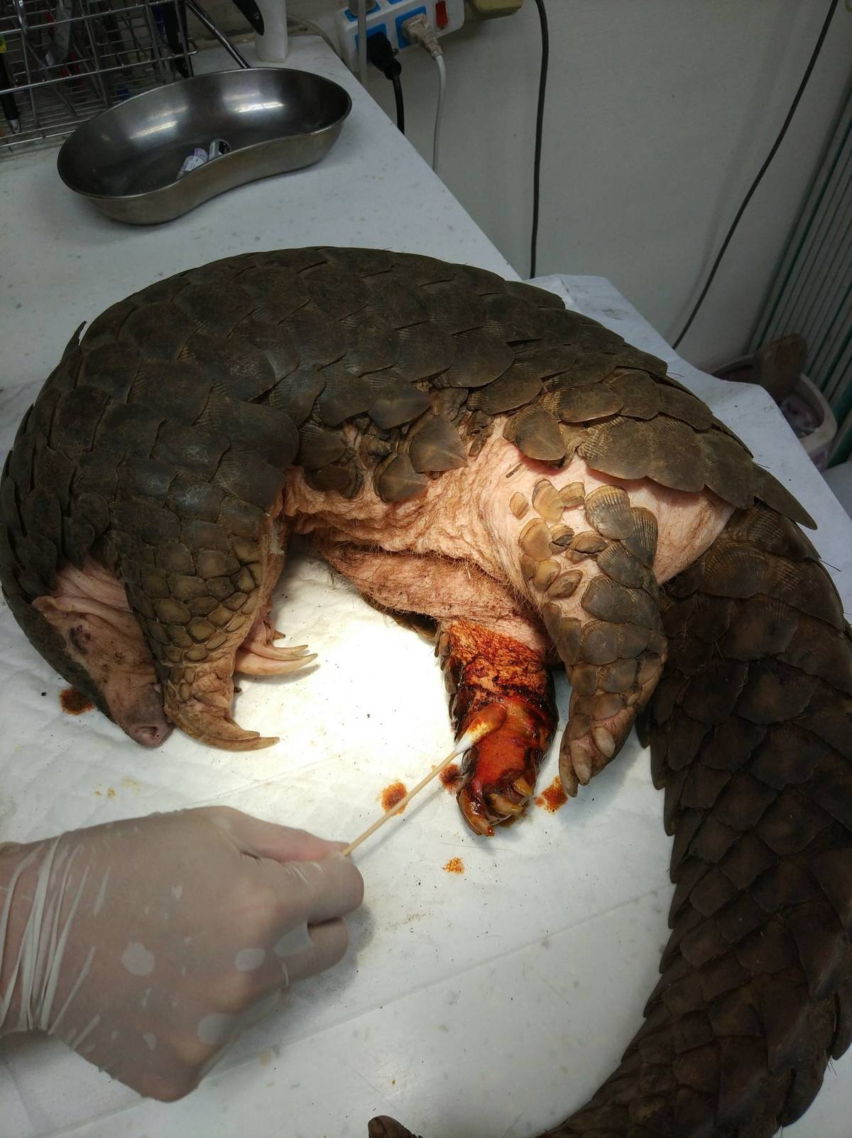 救援野生動物穿山甲
