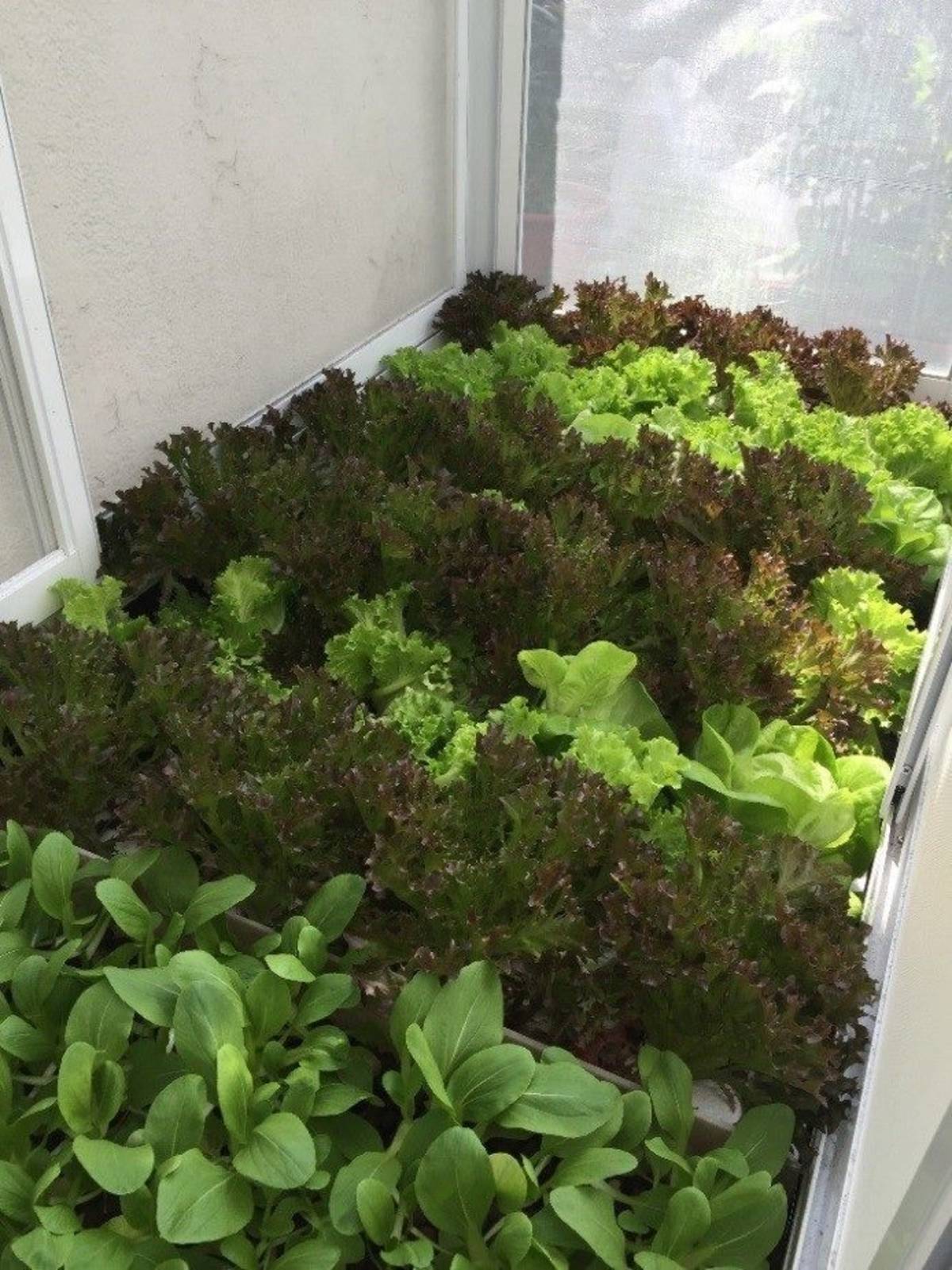 菜共生系統一個多月蔬菜已經生長茂密