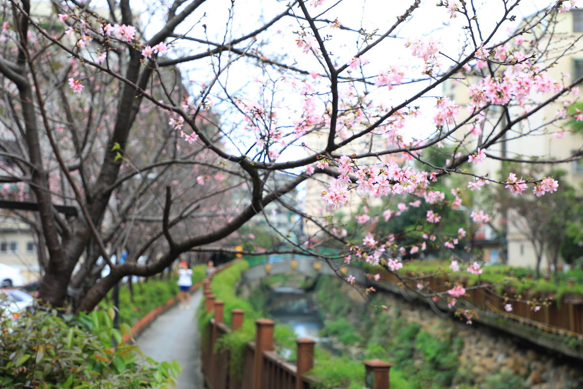 土城區貨饒里希望之河賞櫻步道