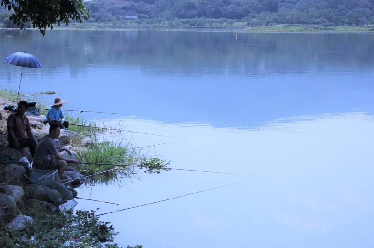 為生態復育奠根基，池上大坡池害魚釣除比賽今起展開。