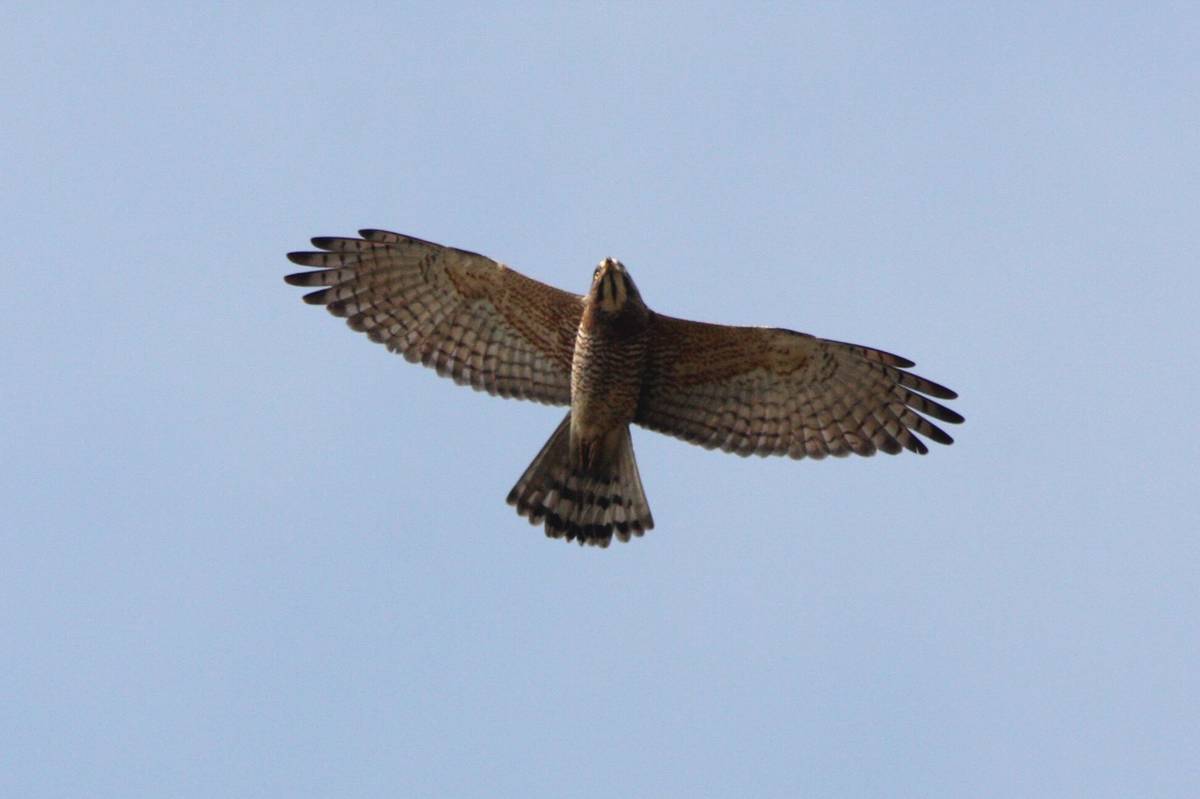 灰面鵟鷹又稱灰面鷲，或是「清明鳥」、「掃墓鳥」，又因為他們來自南邊，而被稱作「南路鷹」。