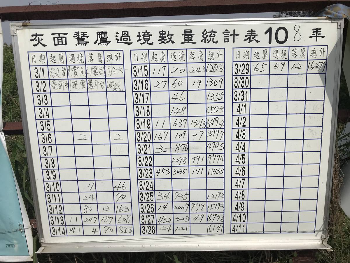 彰化縣八卦山賞鷹平台灰面鵟鷹的統計表