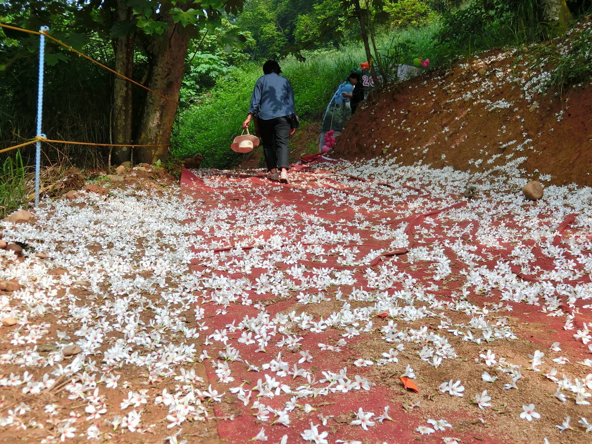 福田社區桐花生態步道