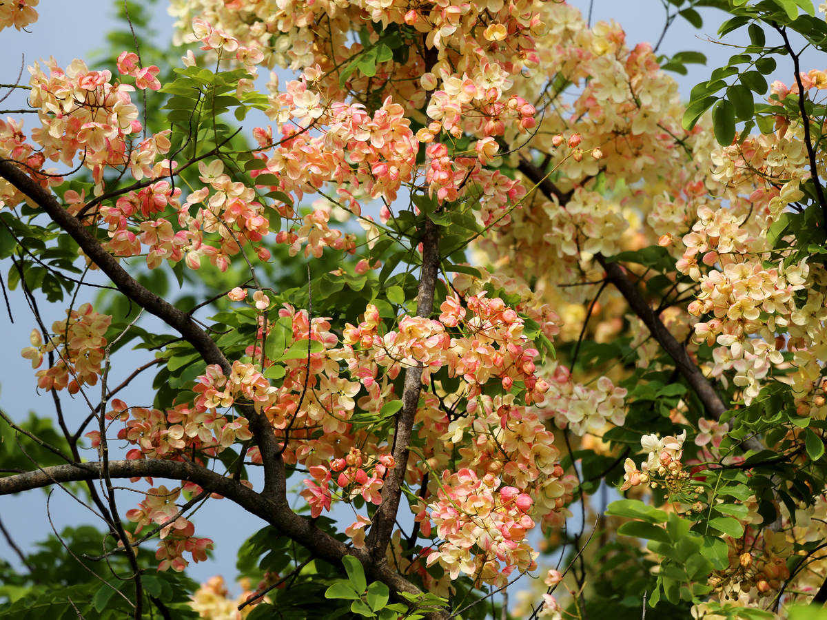 彩虹旃那(中正大學提供).