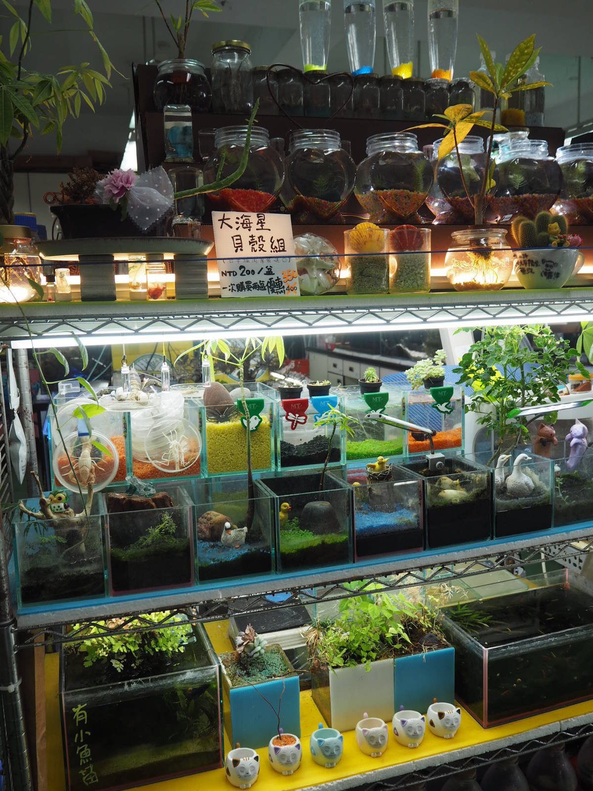 五彩斑斕的水族缸景觀