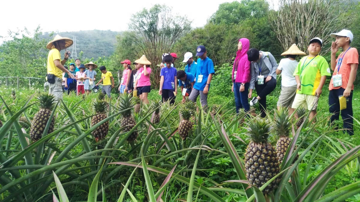 導覽人員帶領學童參觀鳳梨田，認識鳳梨生長過程