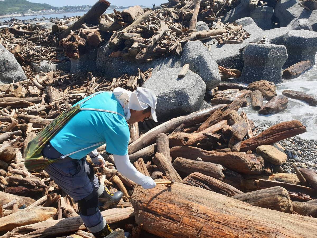 今日起開放第一階段漂流木撿拾