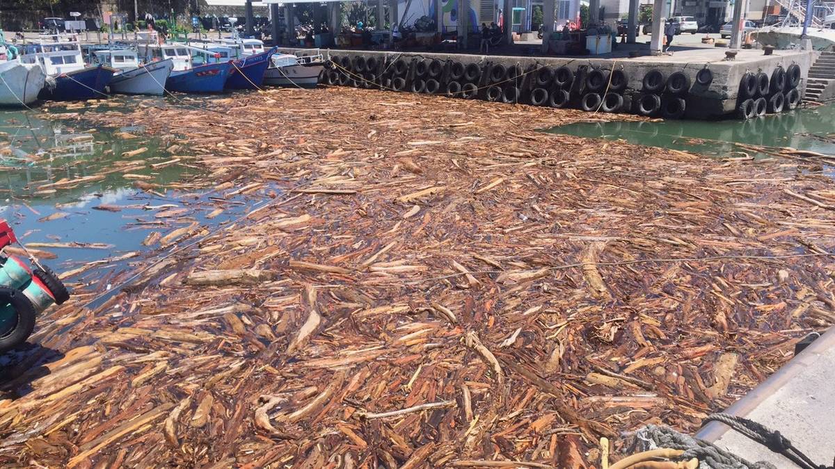 今日起開放第一階段漂流木撿拾