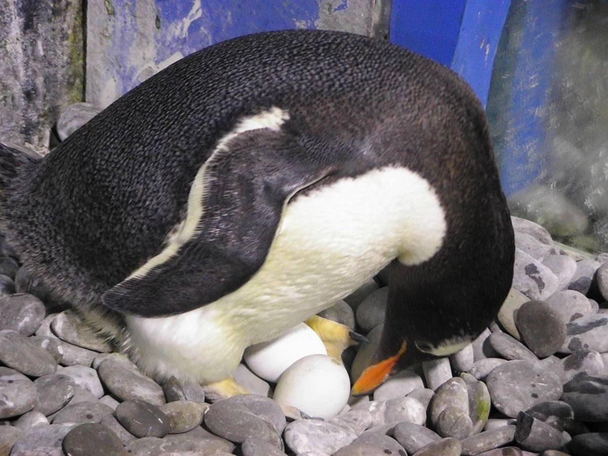 西南首站极地企鹅蛋科普SHOW 创作企鹅蛋#大鲲|纯艺术|其他艺创|慧琼 - 原创作品 - 站酷 (ZCOOL)