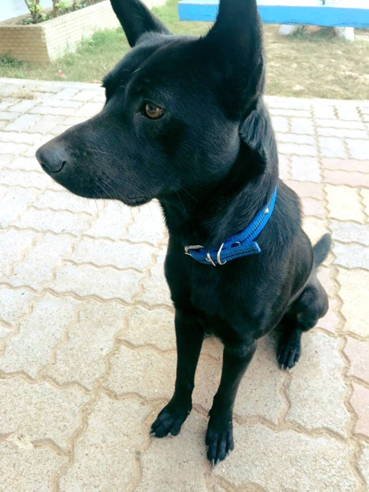文德國小校狗之一的歐爸帥照 (照片: 文德國小流浪犬中途之家: 機會之屋臉書)