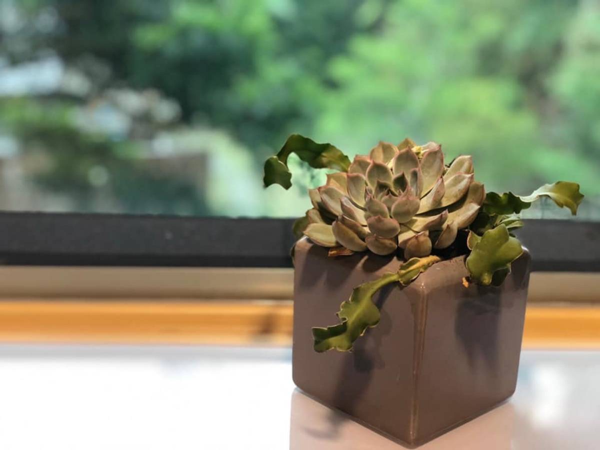 小琬老師的多肉植物