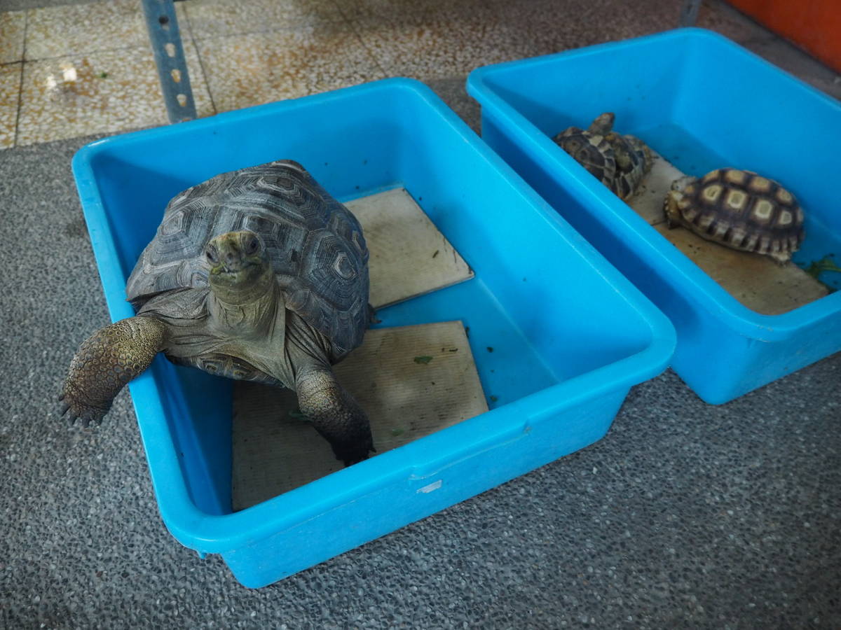 鹿港高中水族走廊上亞達伯拉象龜的自信帥照