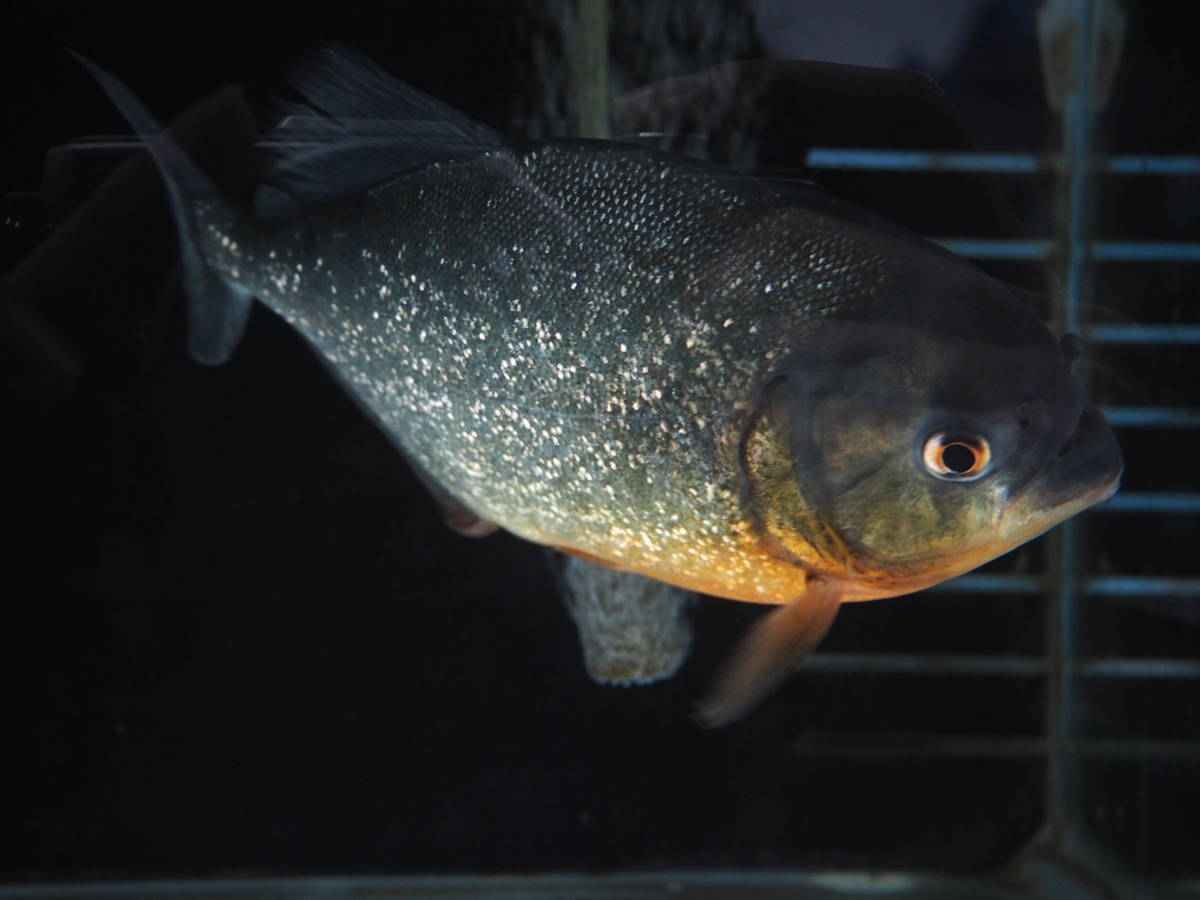 鹿港高中水族生態實驗室的紅腹食人魚