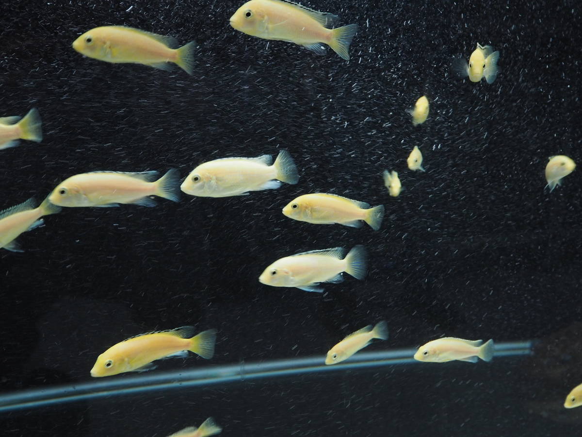 水族生態室內美麗的非洲王子