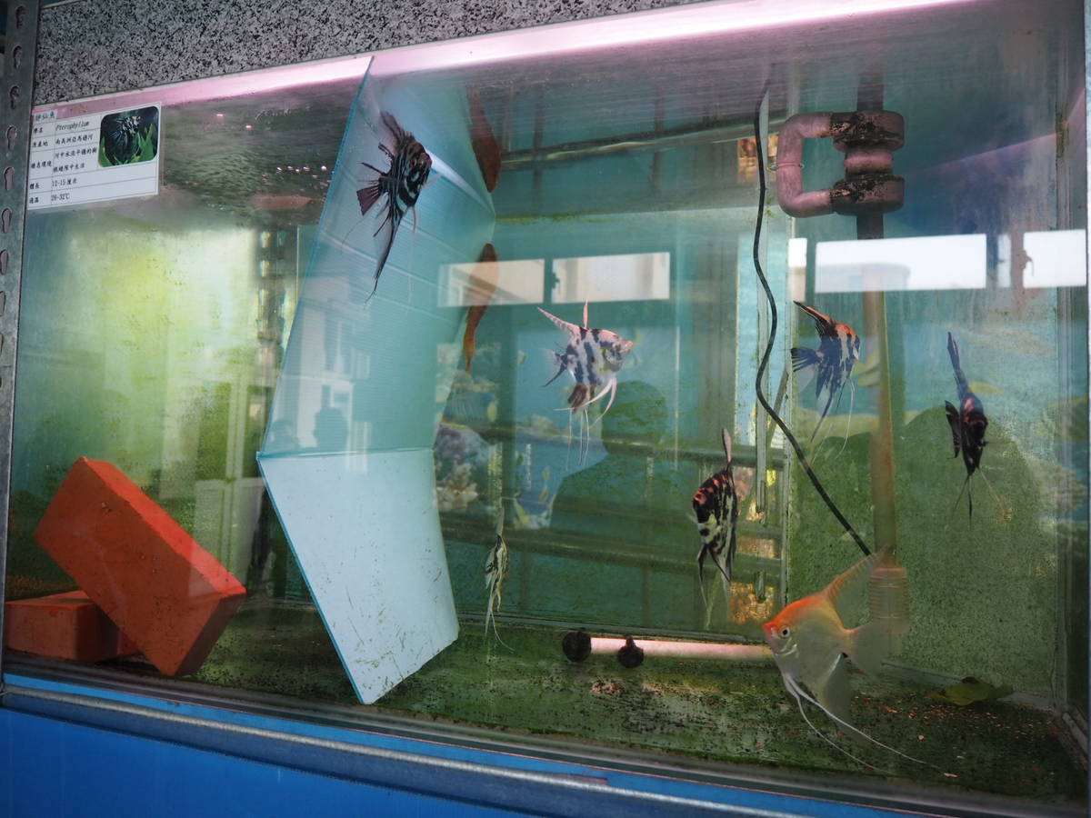 鹿港高中水族走廊的大理石神仙魚