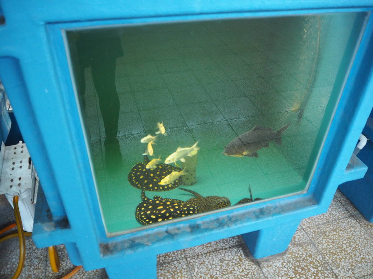 鹿港高中水族走廊在魚缸底層的淡水魟魚