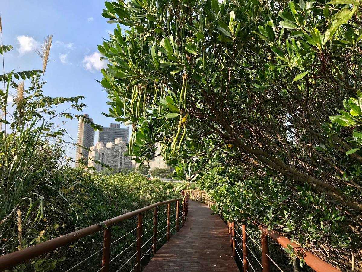 紅樹林木棧道（照片來源：紅樹林生態教育館）