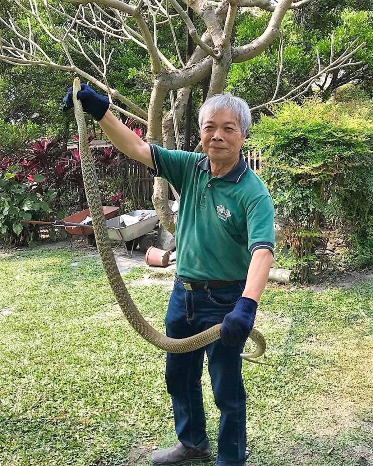 陳世雄的農場裡生態非常豐富多元，多次抓到長度超過一公尺的蛇。(圖片來源：陳世雄臉書)