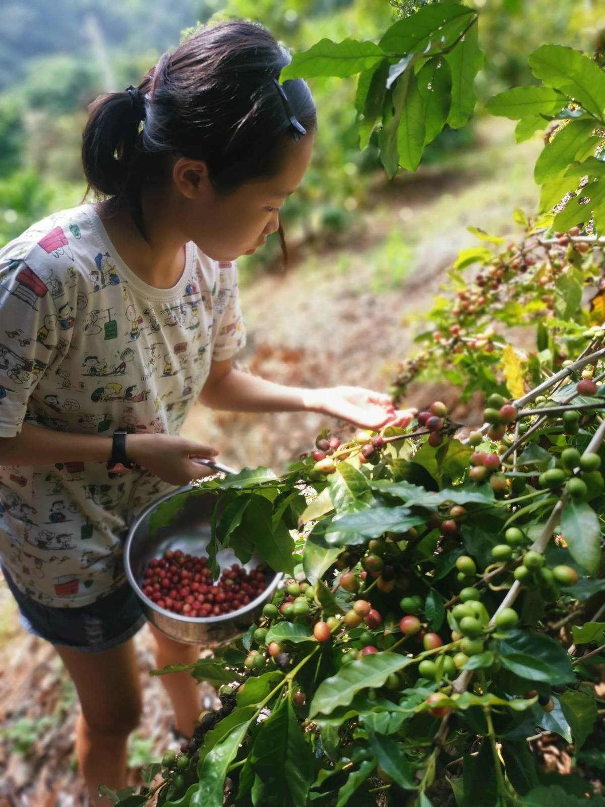 學生親自採摘咖啡豆