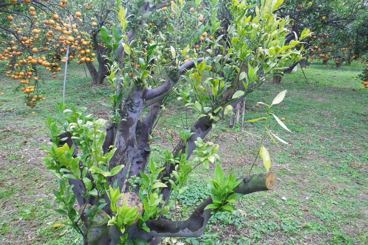 桶柑果樹經強剪結構枝，萌發大量不定芽。(農委會提供)