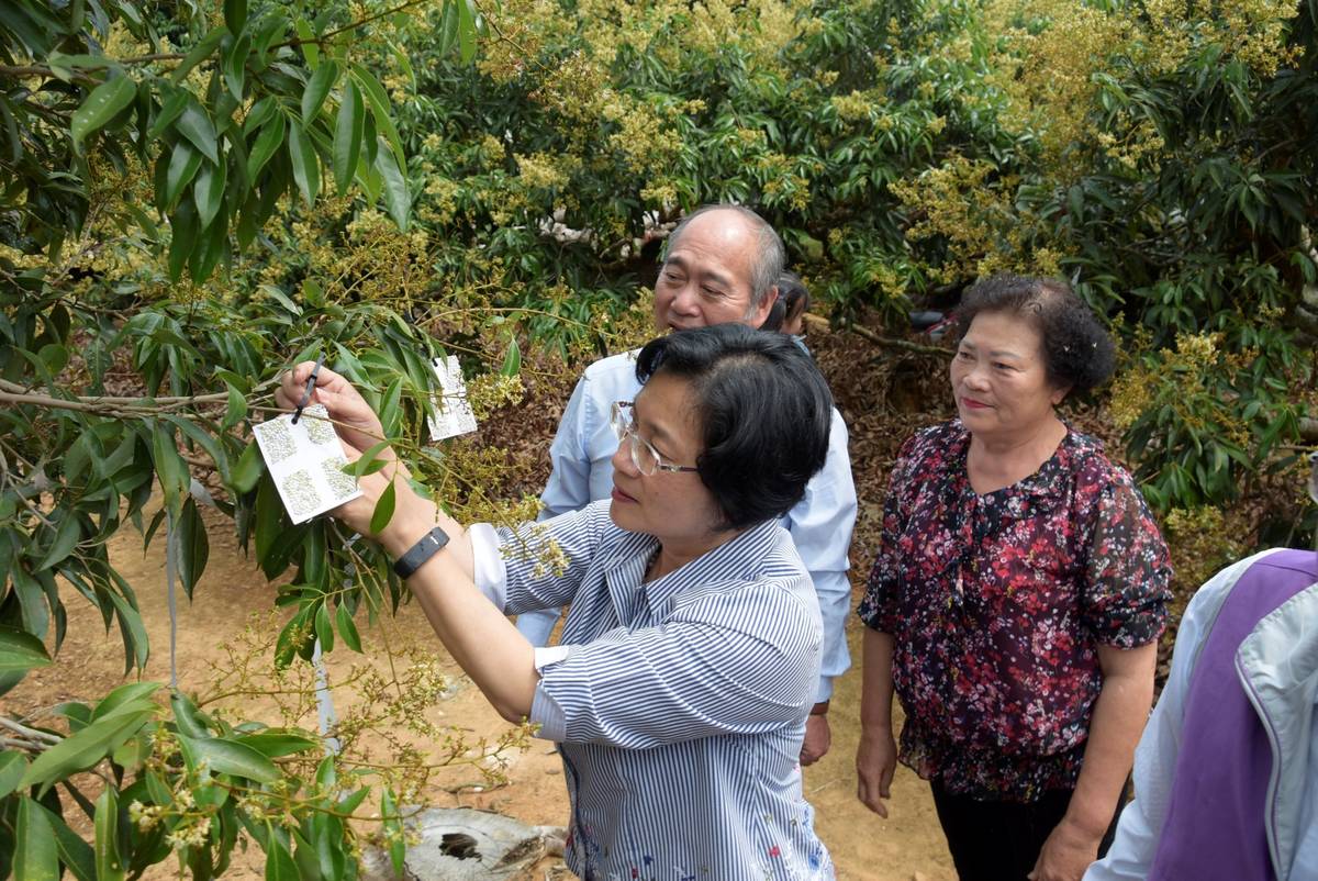 彰化縣長王惠美至芬園鄉視察荔枝椿象防治狀況
