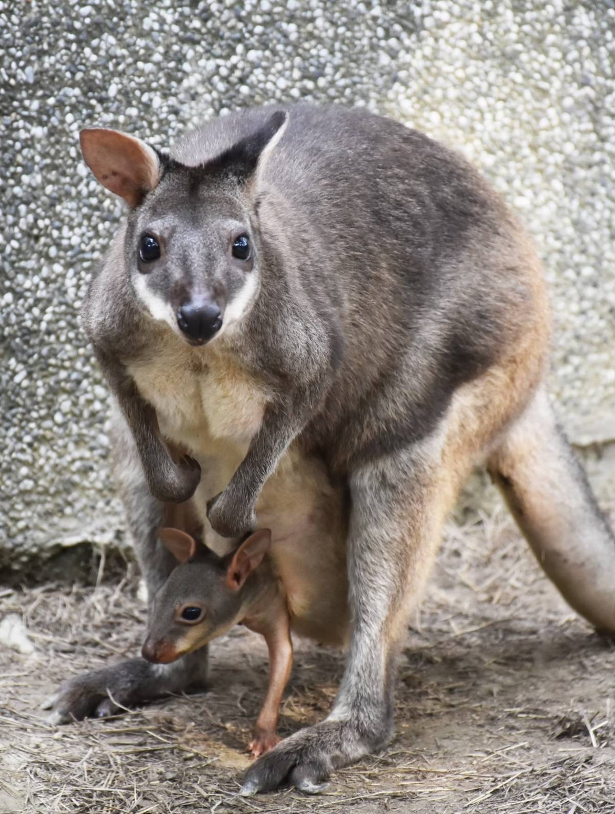 歡慶兒童節 壽山動物園規劃多項戶外主題活動
