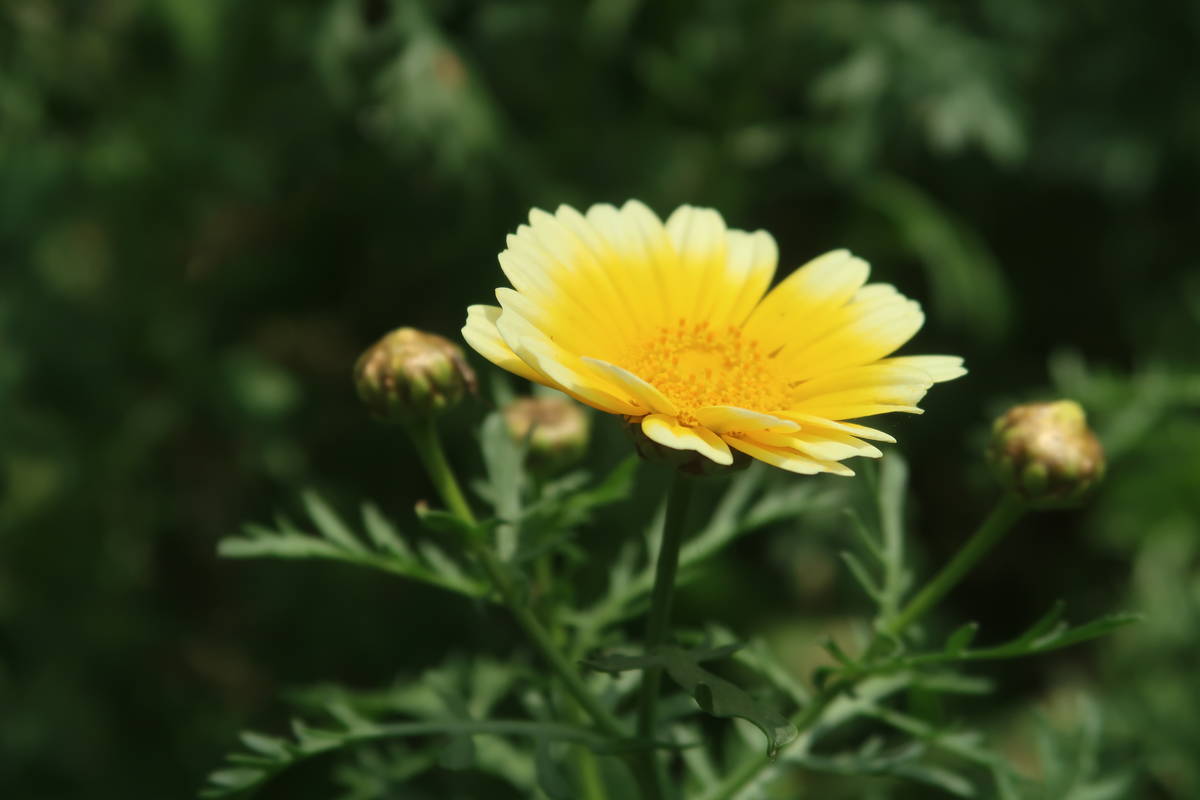 山茼蒿開出美麗小黃花