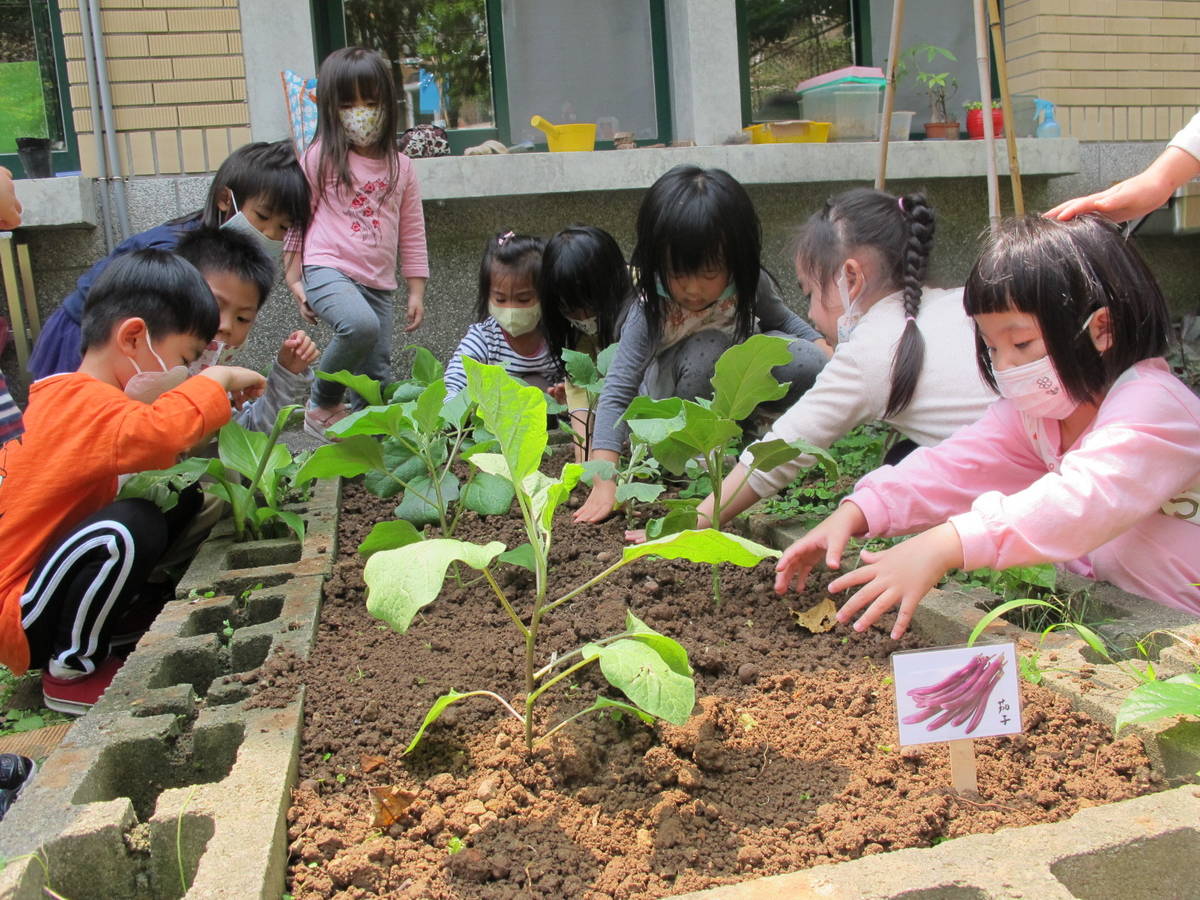 龍埔成長非營利幼兒園種茄子.JPG