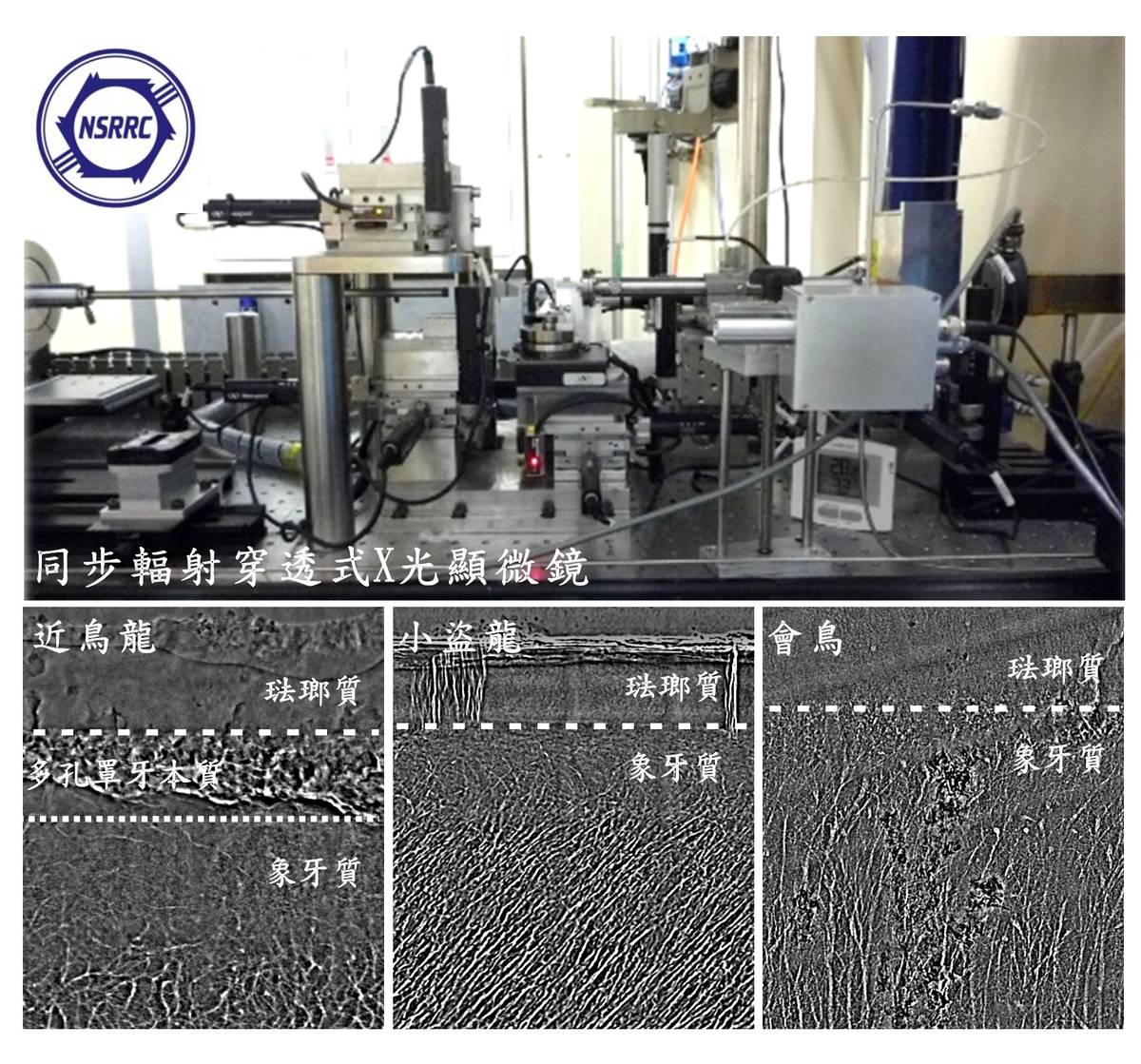 國輻中心穿透式X光顯微鏡與各牙齒化石內部高解析顯微影像。可以發現相較於小型肉食性獸腳類恐龍的近鳥龍，同為小型獸腳類恐龍的小盜龍以及古鳥類的會鳥牙齒內部多孔罩牙本質結構，已明顯退化消失。(國家同步輻射研究中心提供)