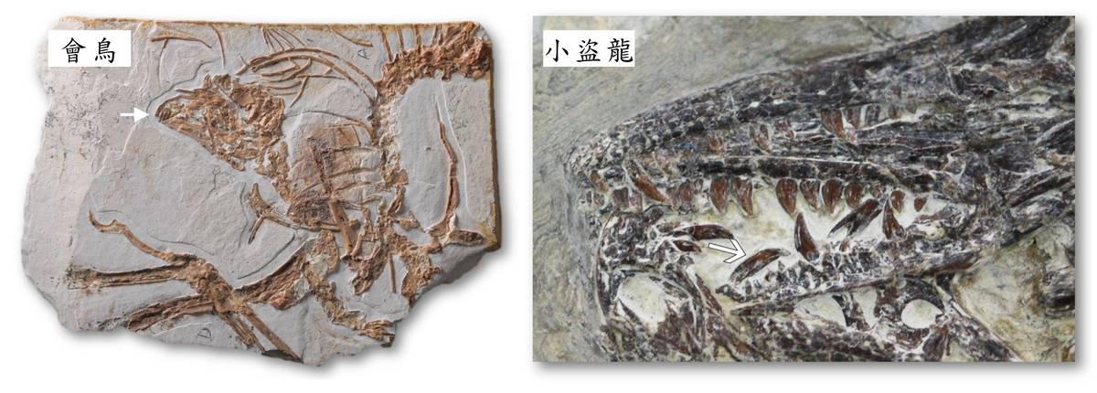 圖2、白堊紀早期古鳥類會鳥與小型獸腳類恐龍小盜龍化石標本。收藏於中科院古脊椎所標本館。(白色箭頭標示牙齒位置)。(國家同步輻射研究中心提供)