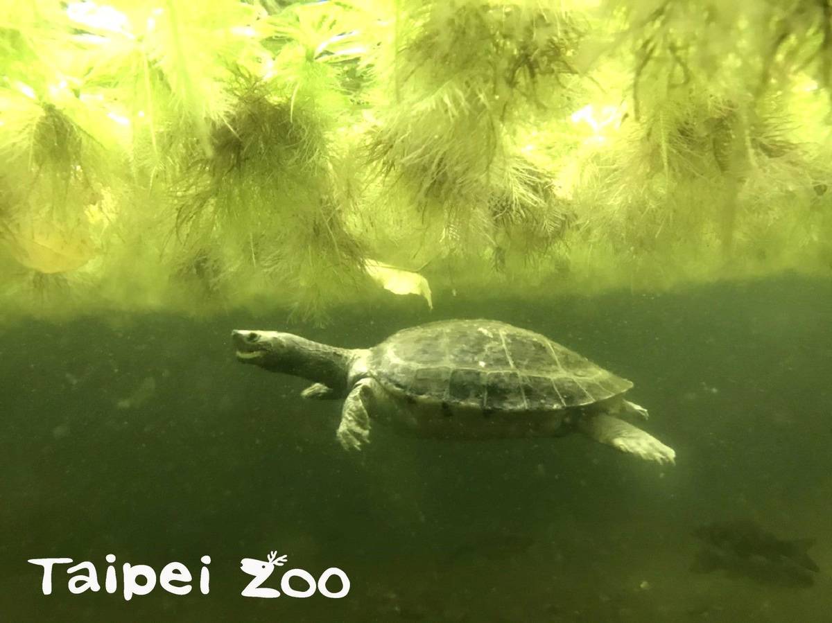 西瓜龜悠游於水中
