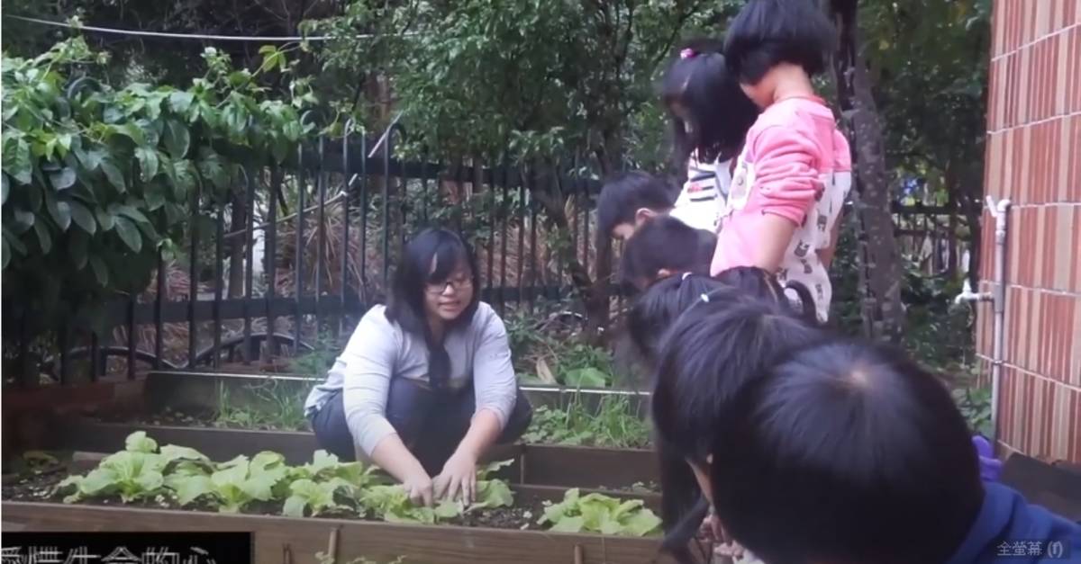吉利非營利幼兒園種菜.jpg