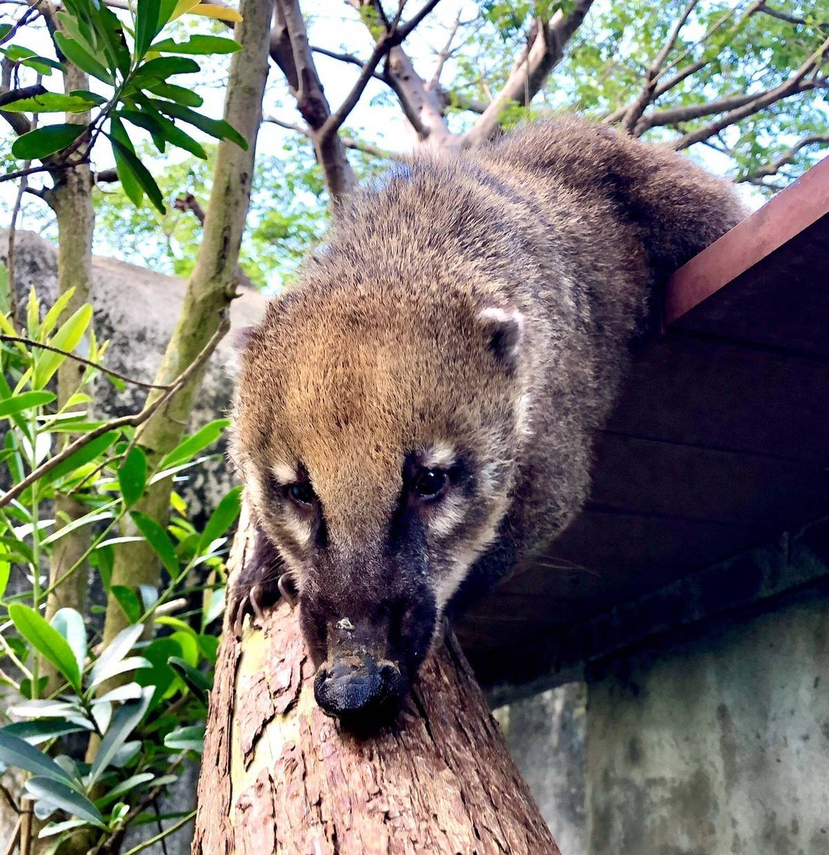 壽山動物園迎新超萌「長鼻浣熊」首次亮相