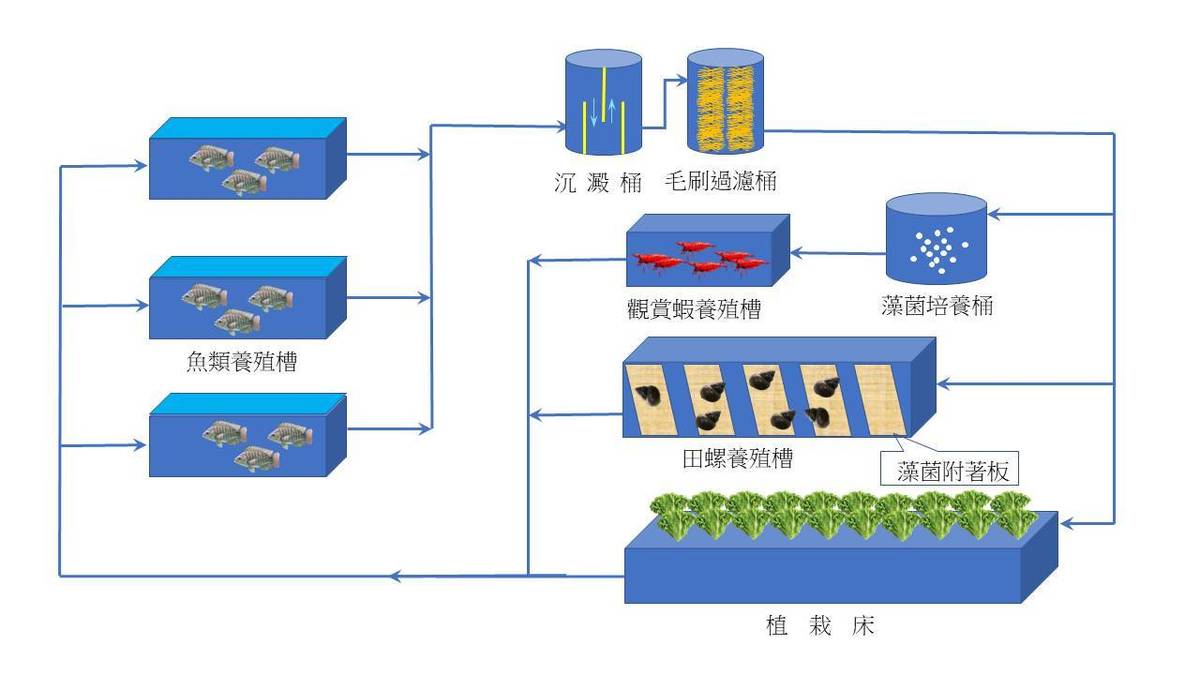 多元利用的創新魚菜系統流程簡圖。(農委會提供)