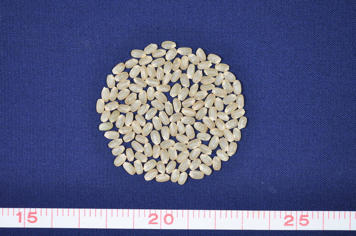 水稻台農81號糙米外觀。(農委會提供)