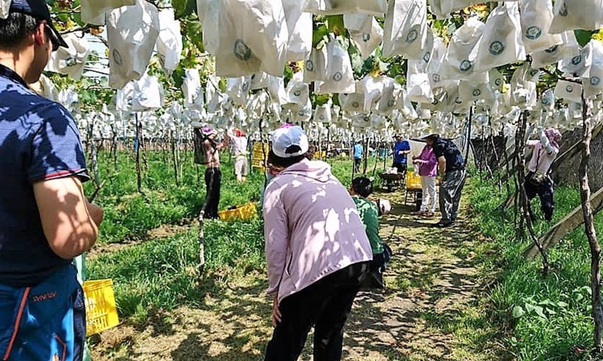 黑匠葡萄觀光果園開放民眾來體驗採果樂趣
