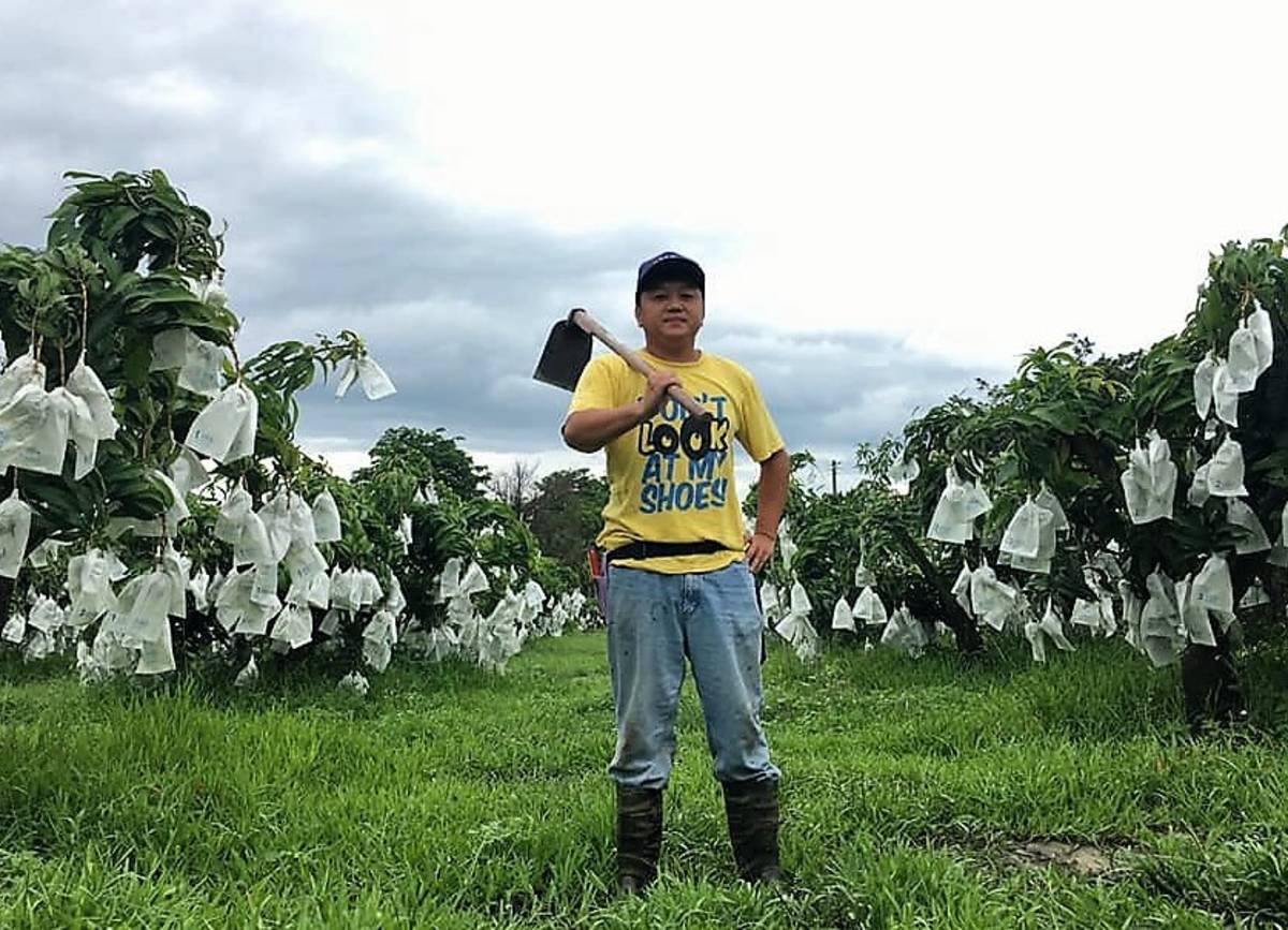 陳正杰為了接手父親果園放棄白領工作返鄉務農(圖片來源：石鵝湖金蜜芒果農場臉書)