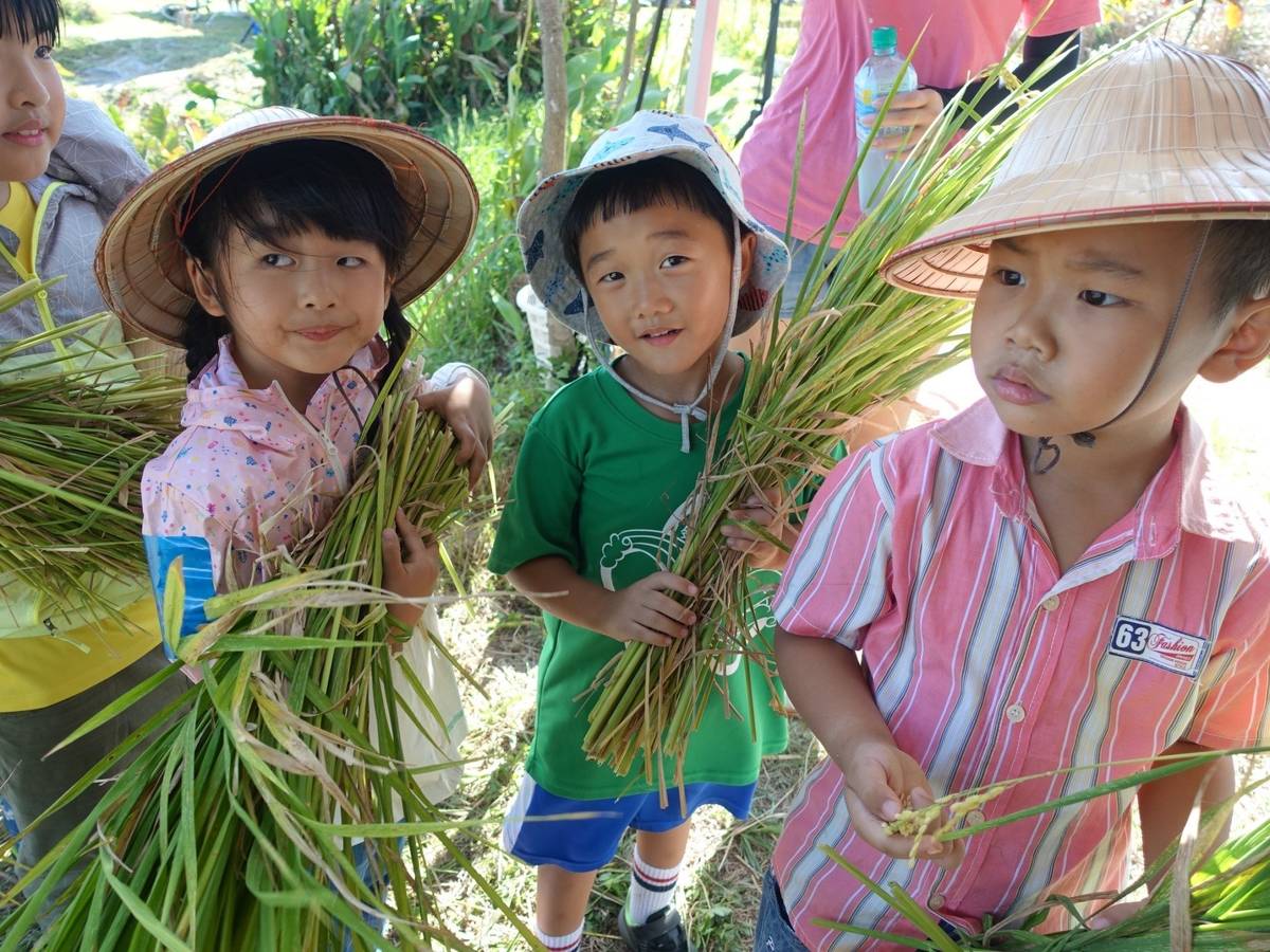 金美國小附幼親手插秧、照顧良田與實作，最後收割歡呼。
