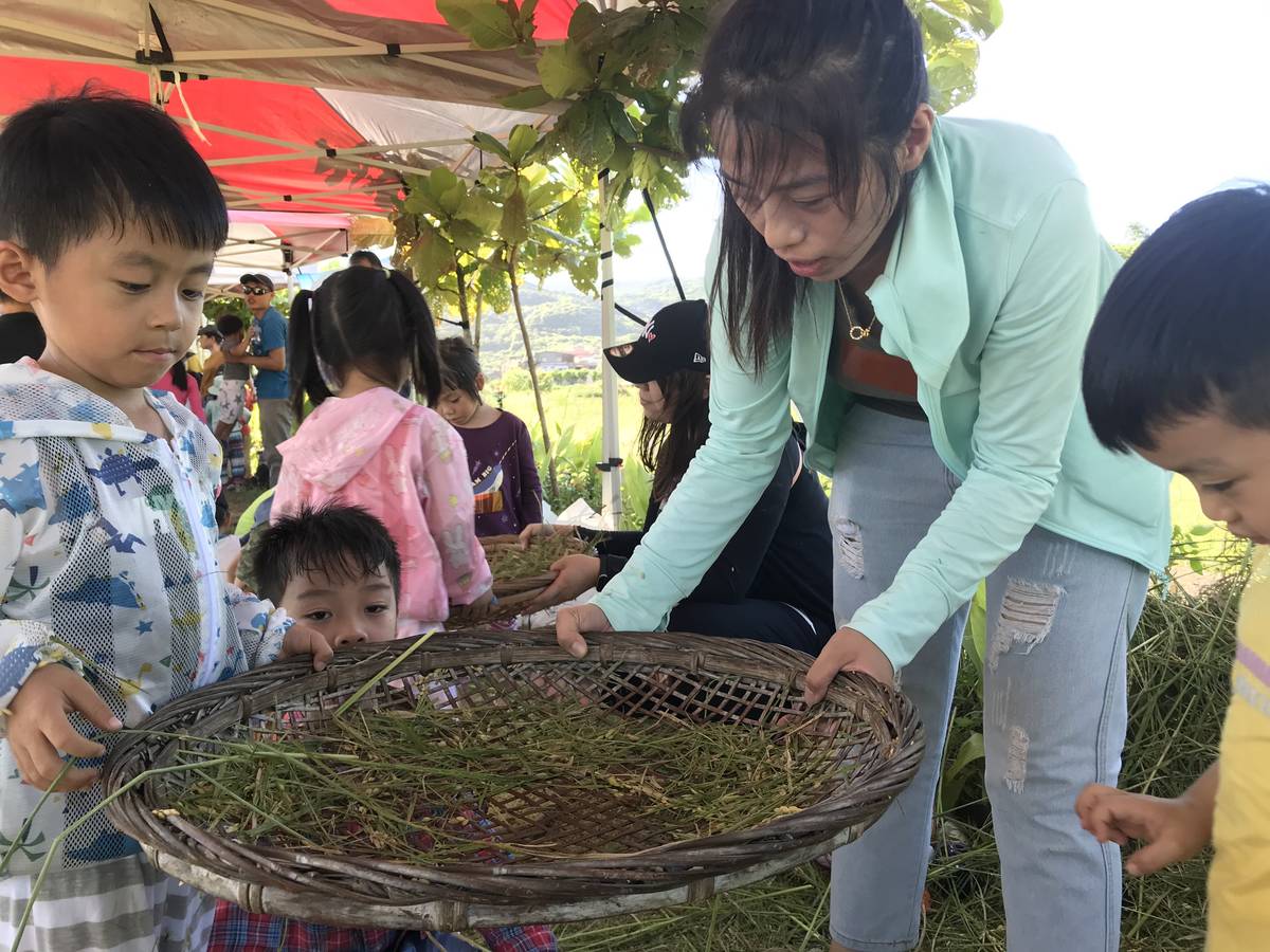 金山區金美國小附幼小朋友與家長一起開心收稻。