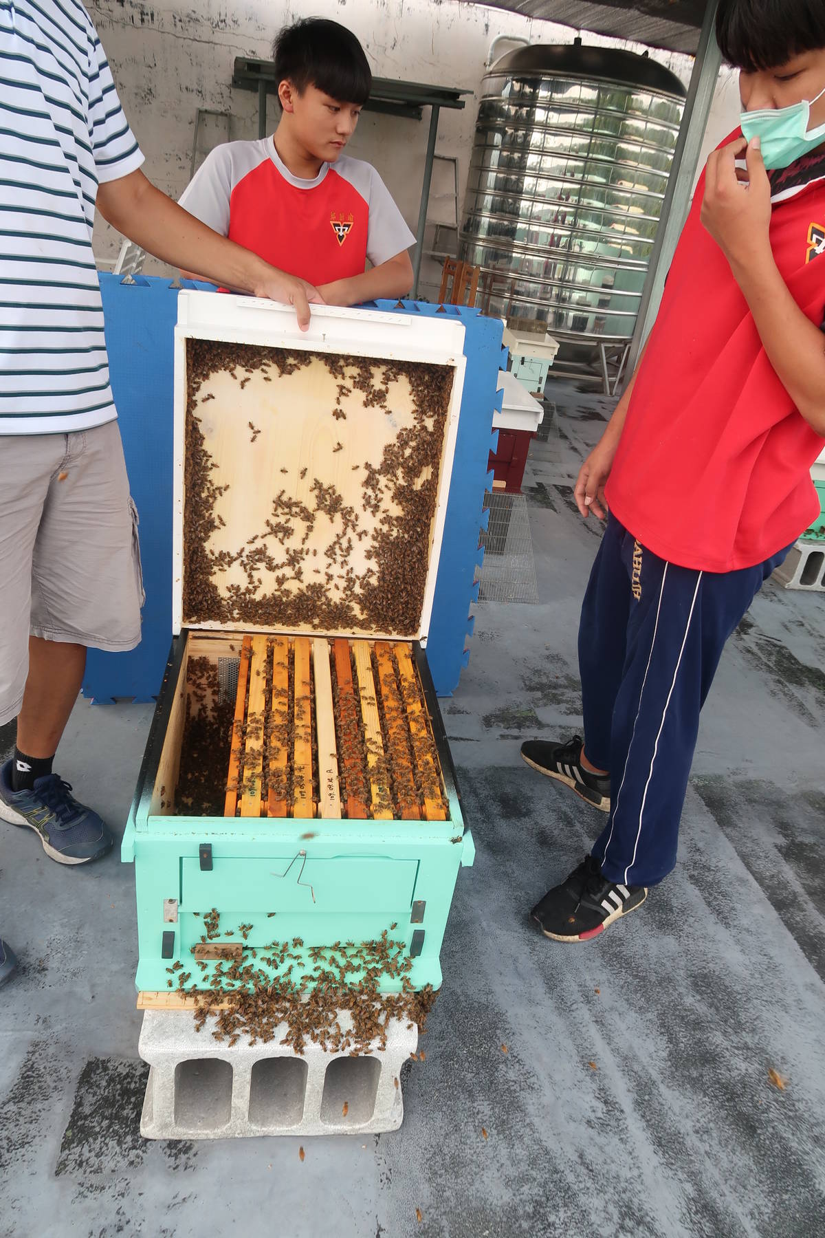 苗栗大湖國中成立蜂情社  校園「零中輟」